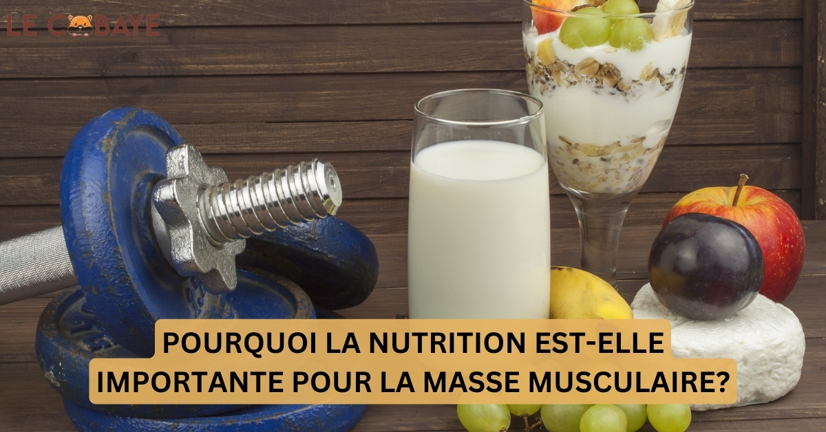 POURQUOI LA NUTRITION EST-ELLE IMPORTANTE POUR LA MASSE MUSCULAIRE