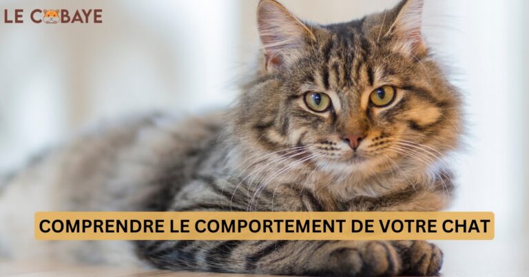 Comprendre le Comportement de Votre Chat: Un Guide Complet